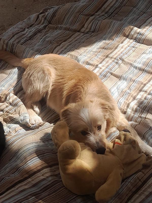 💖💖Spillo cerca un posto nel tuo cuore 🐾 Foto 10